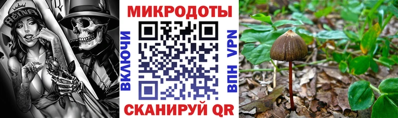 Псилоцибиновые грибы Cubensis  omg ONION  Кола 